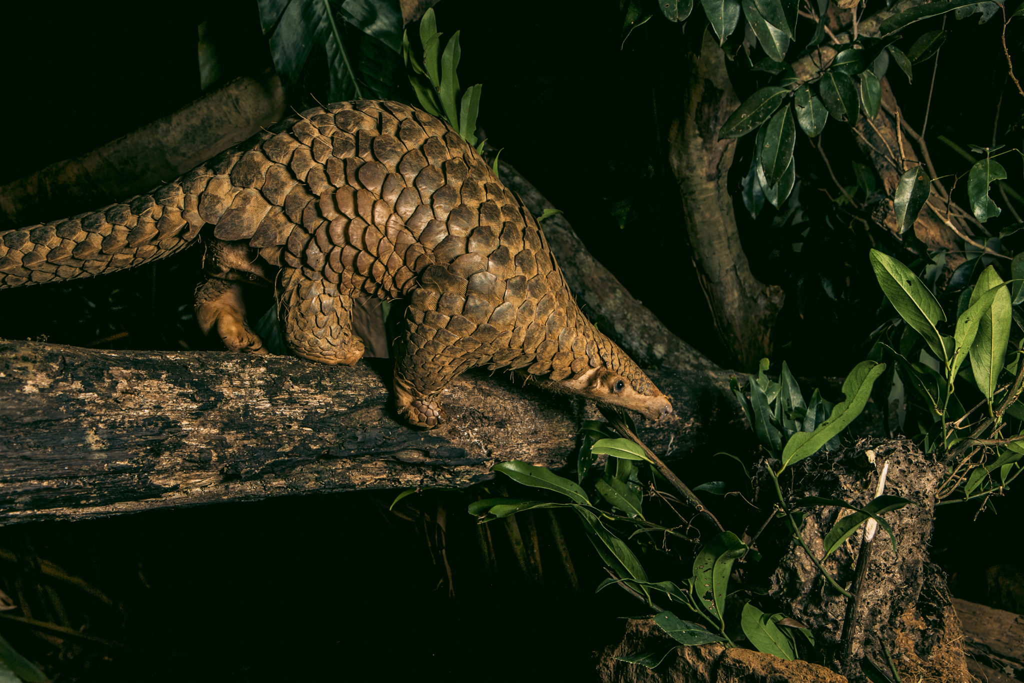 Pangolin