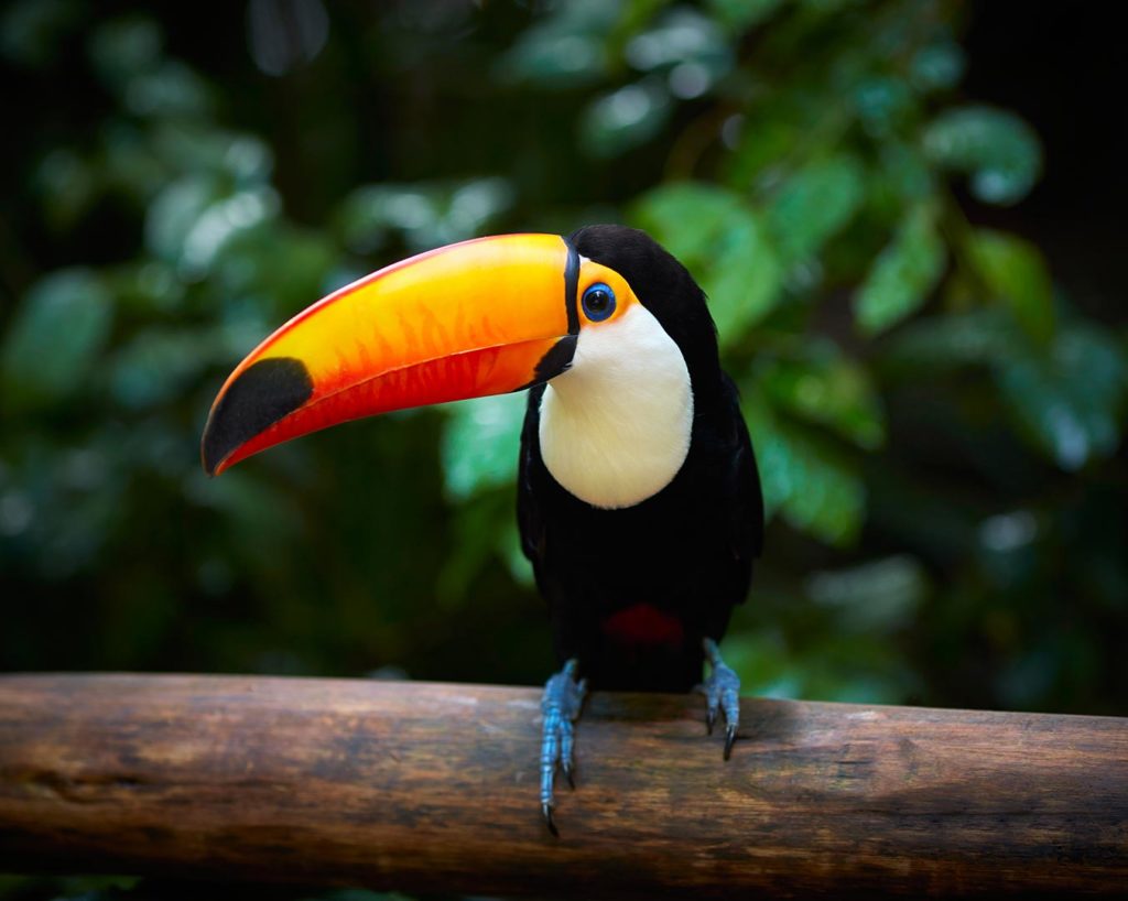 Toucan