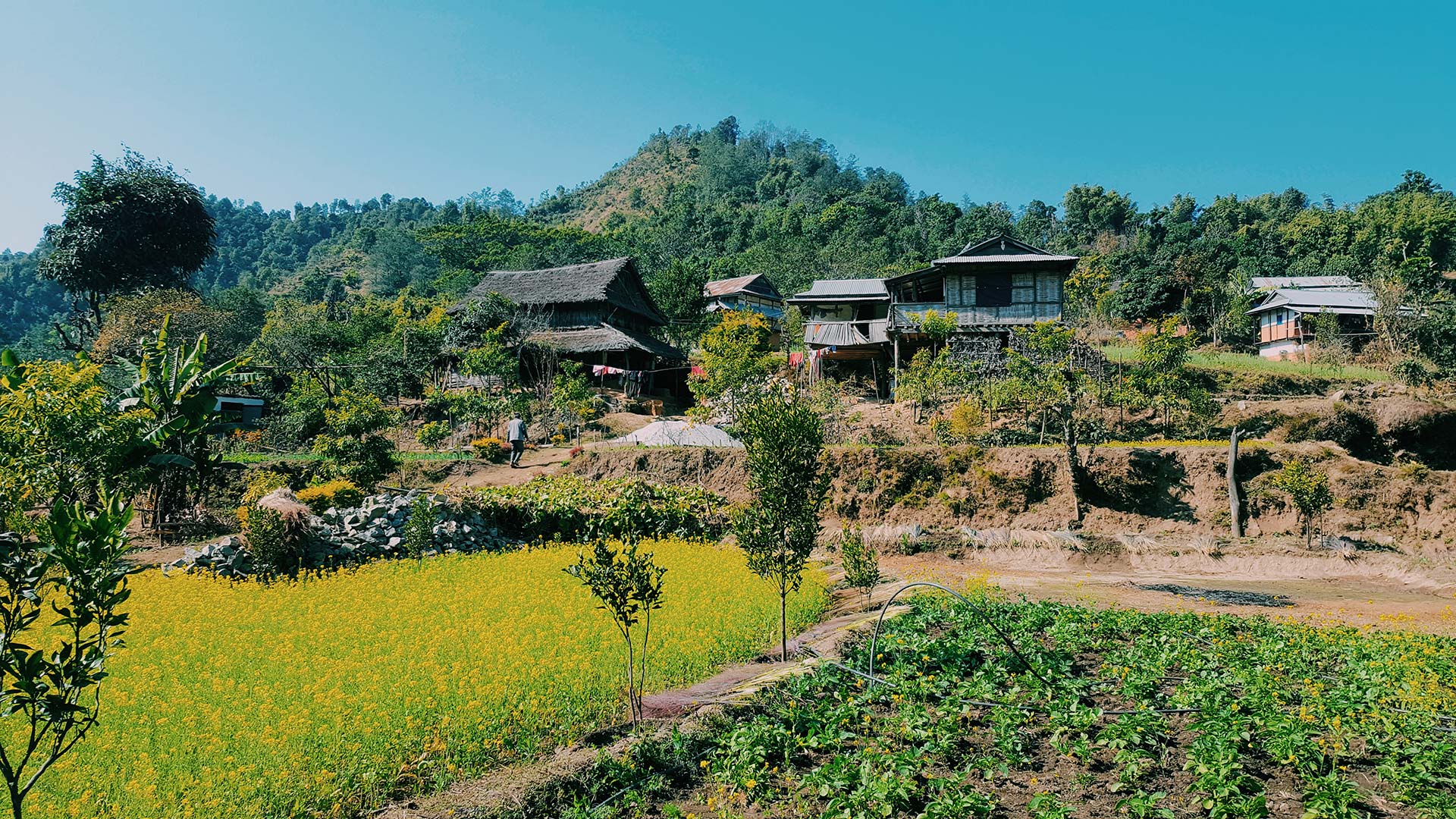 Nepal farm