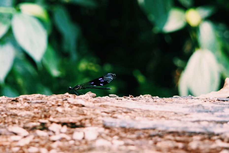 Dragonfly - Laos