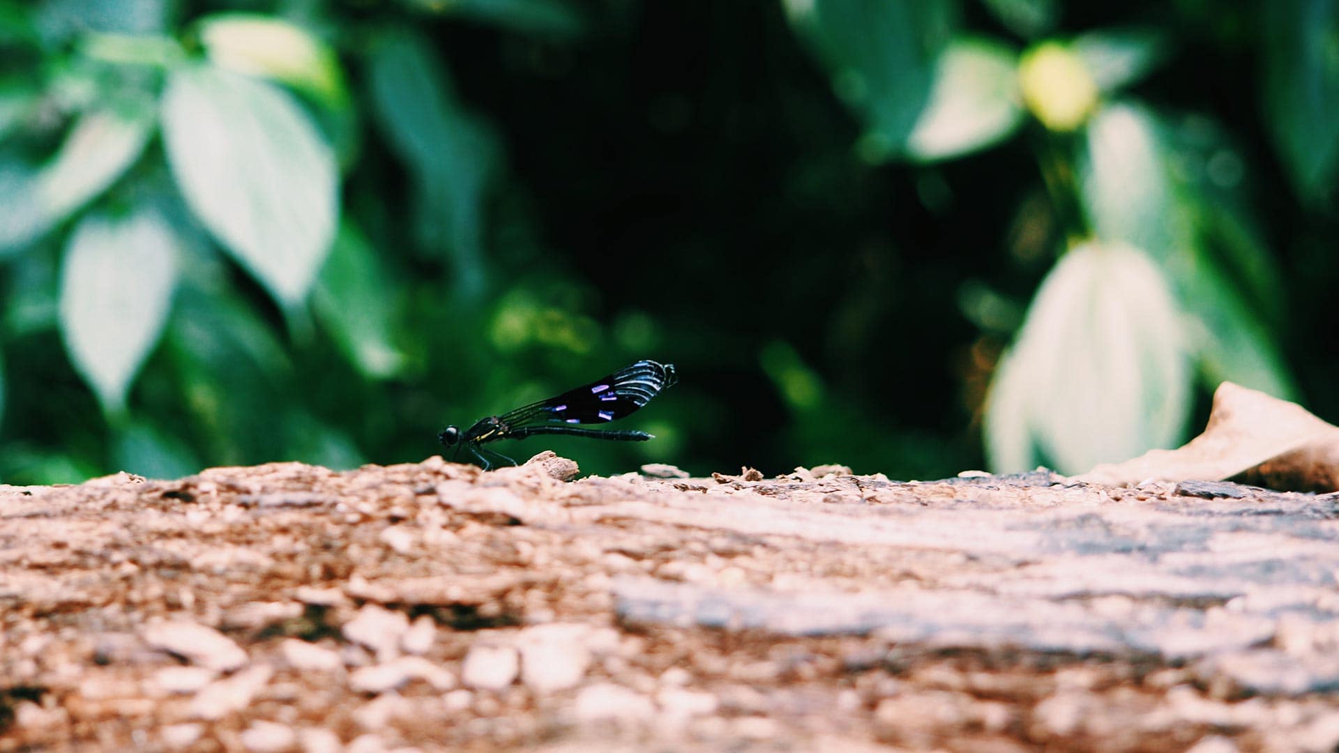 Dragonfly - Laos