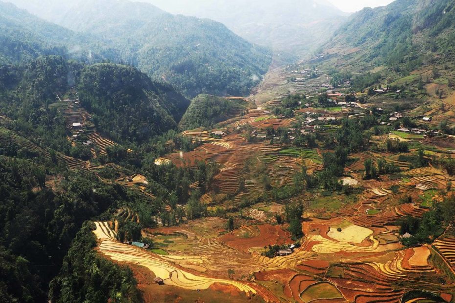 Ricefield - Vietnam