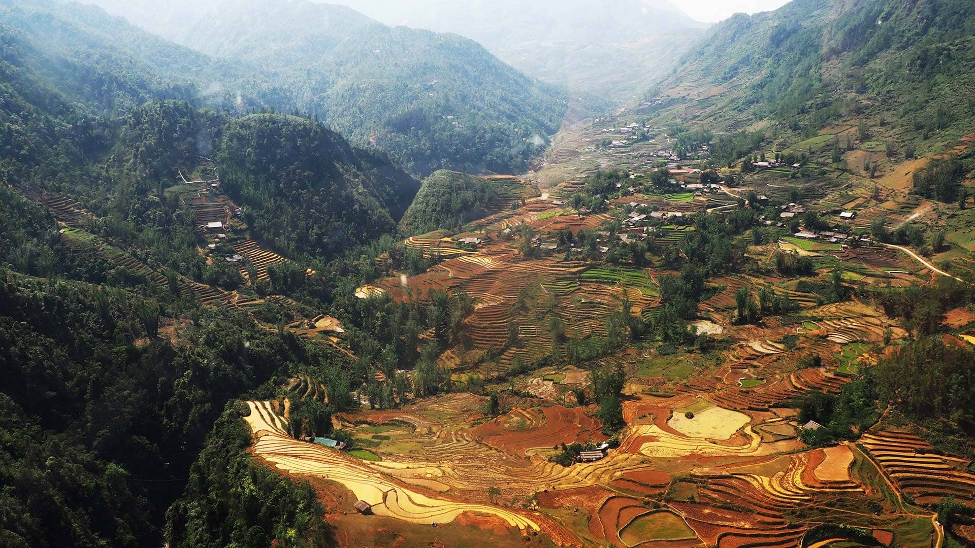 Ricefield - Vietnam