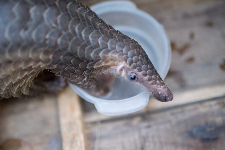 Pangolin