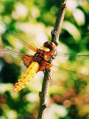 Dragonfly - Vietnam