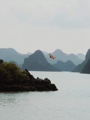 Bird - Halong Bay