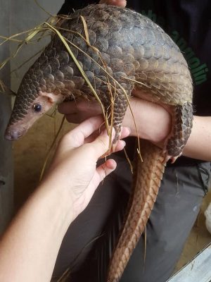 Pangolin - SVW