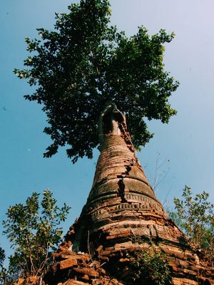 Tree - Inle lake