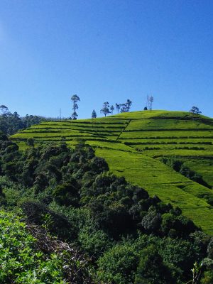 Tea field - Sri Lanka