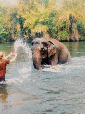 Elephants World - Kanchanaburi