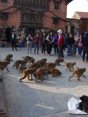 Monkey Temple - Katmandou