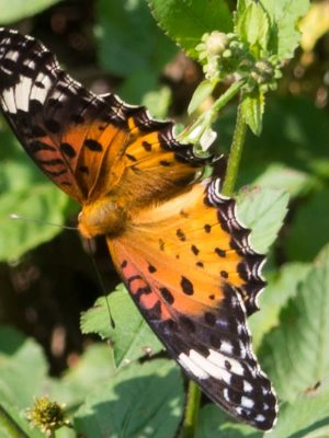 Butterfly - Vietnam